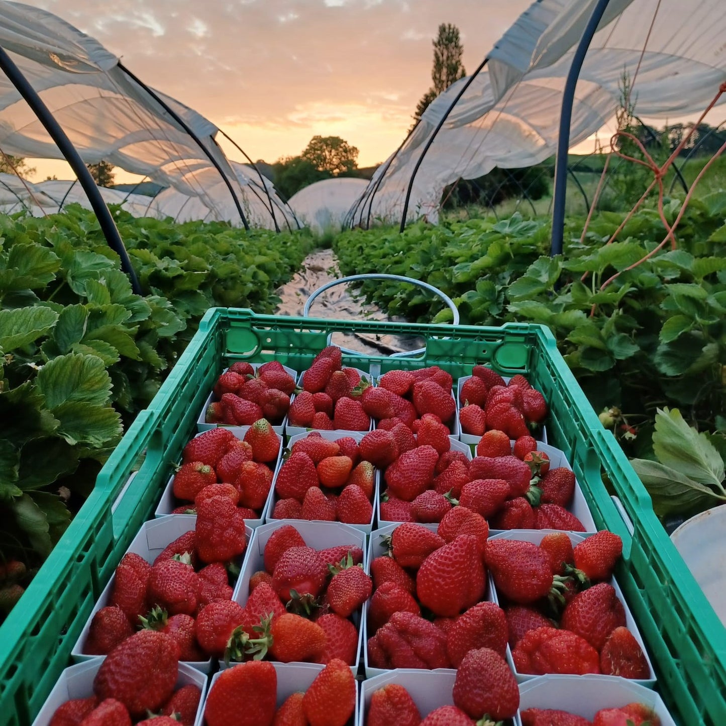 Beeren-Plus zum Gemüseabo