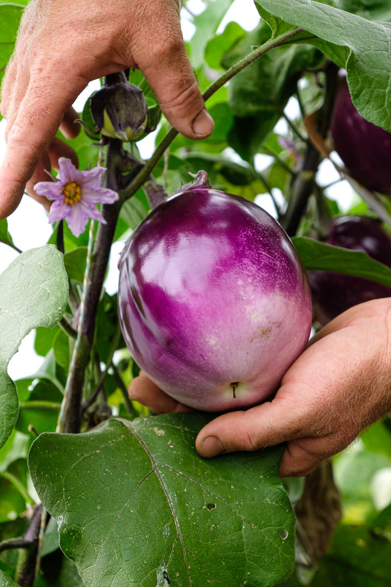 Hände die eine Aubergine halten