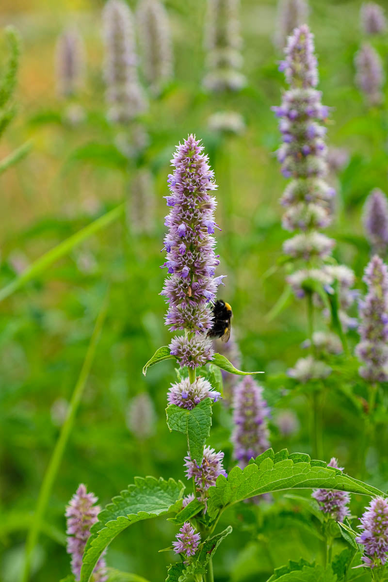 Eine Hummel an einer Blüte