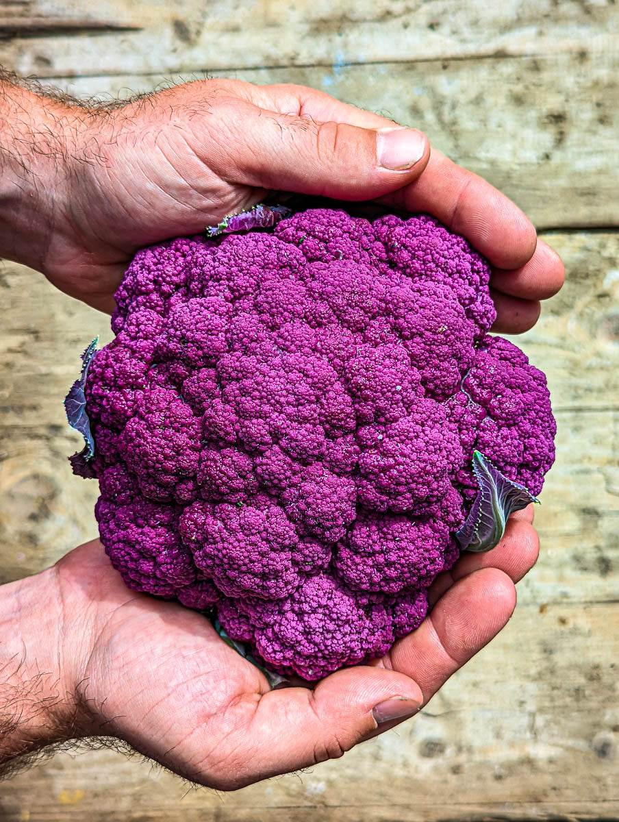 Hände halten einen violetten Blumenkohl