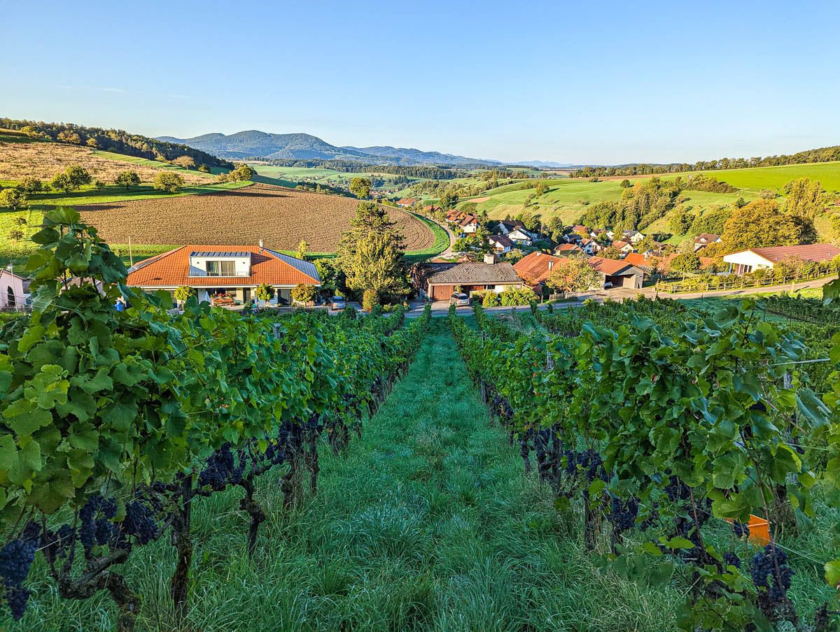 Die Rebberge
