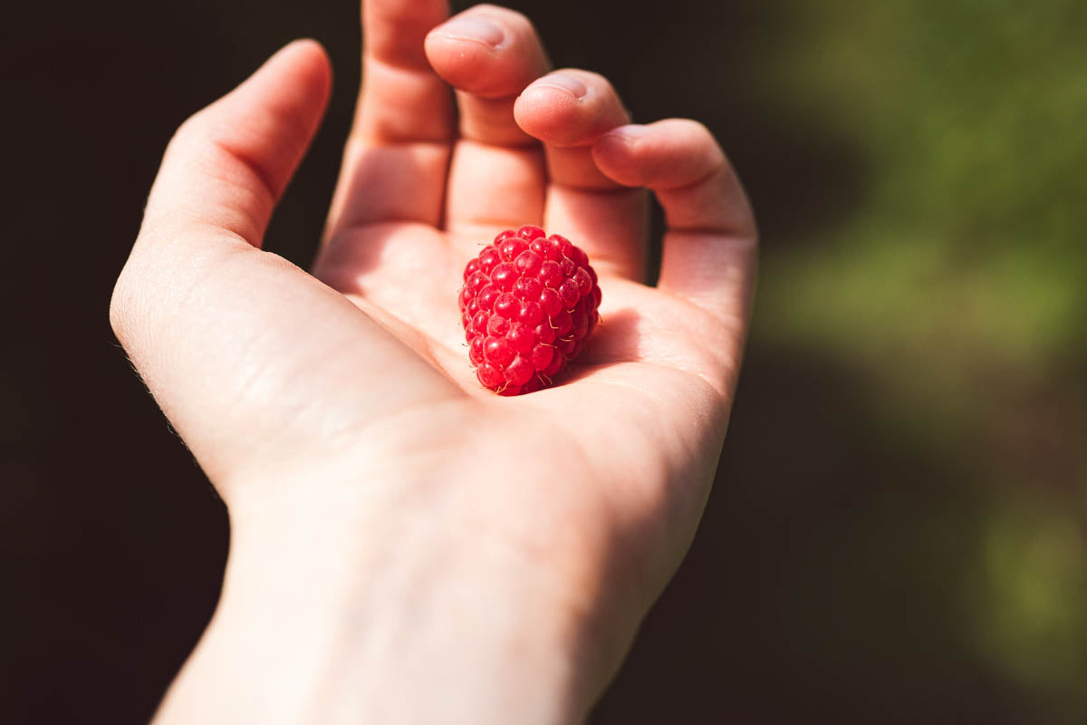 Eine Hand die eine Himbeere hält