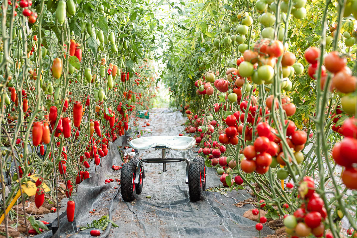 Ein Sitzwägeli inmitten von Tomatenstauden