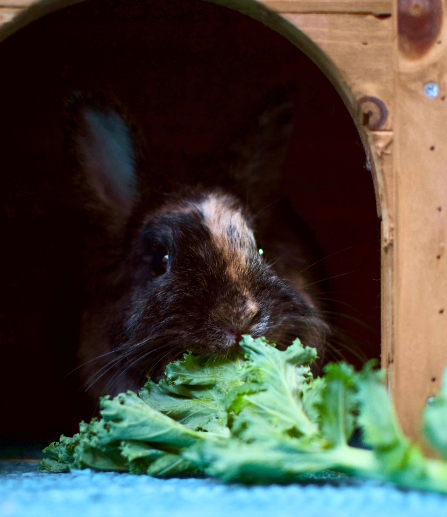 Tierlifutter Abo - frisches Gemüse & Obst für Haustiere