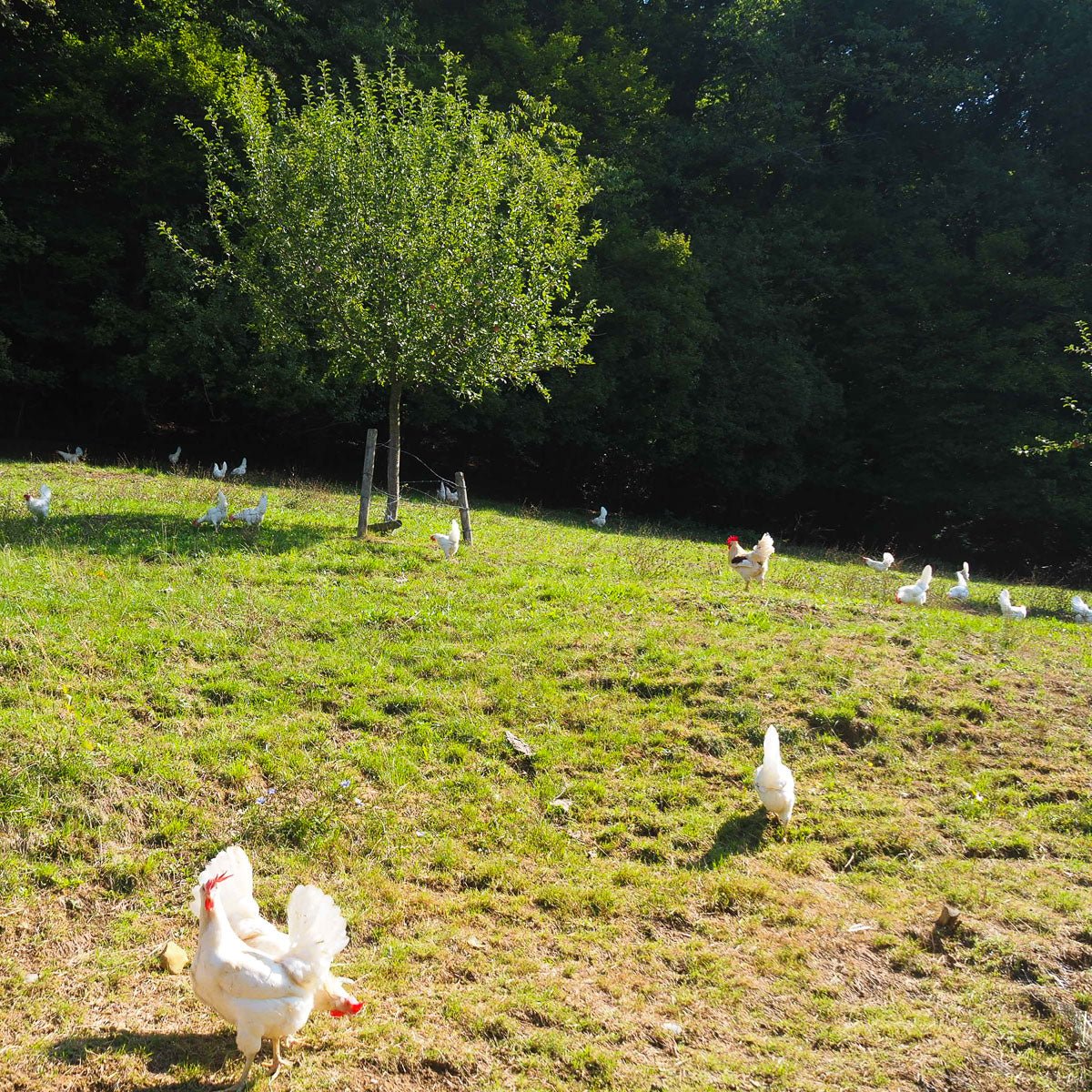 Eier-Plus zum Gemüseabo - Luchs und Hase